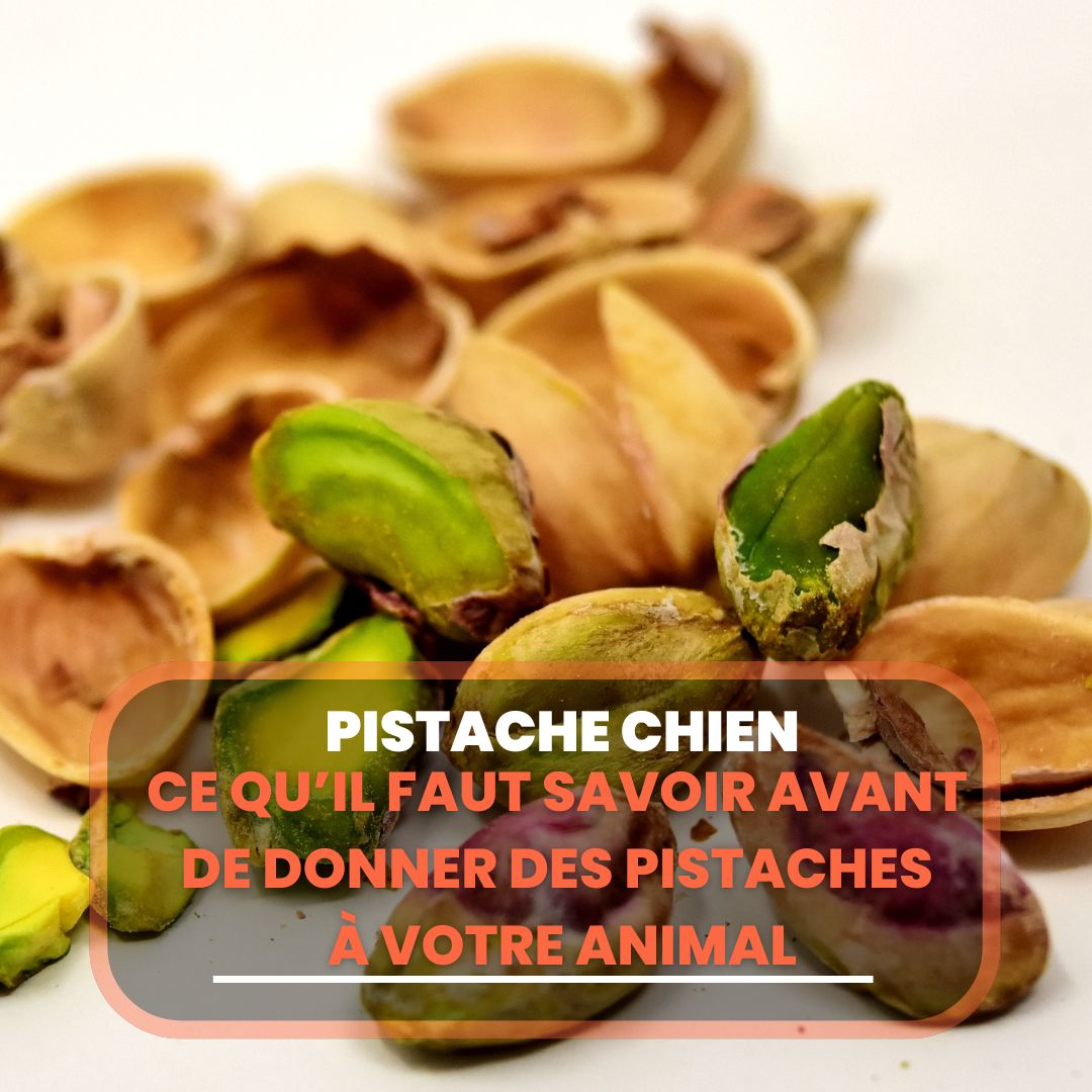 pistache chien