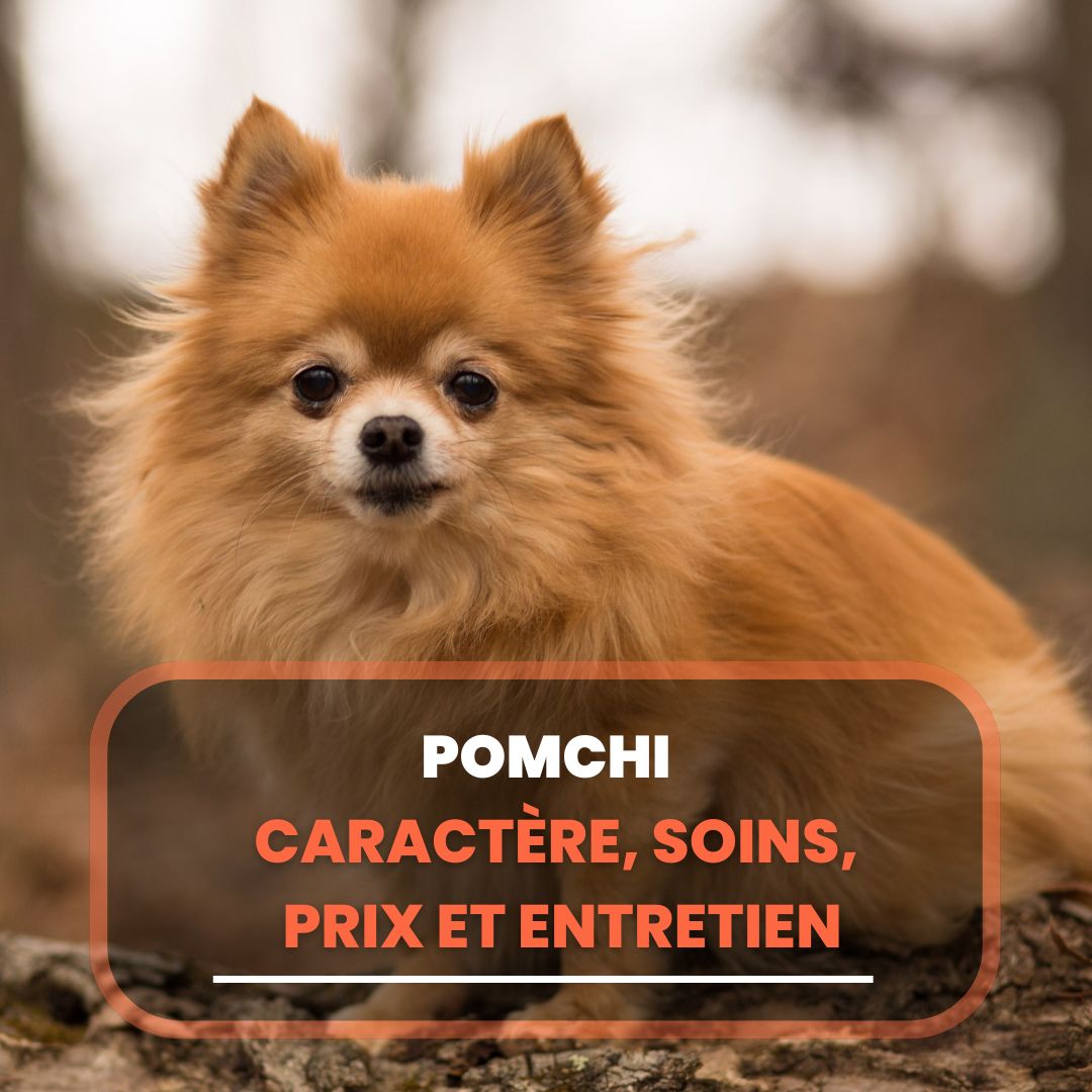 pomchi