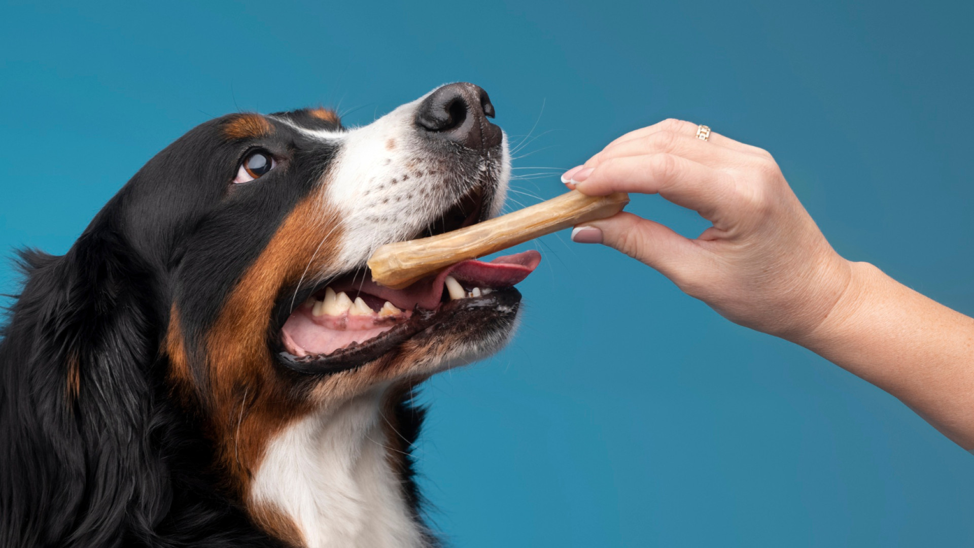 Pourquoi choisir un bois végétal à mâcher ?