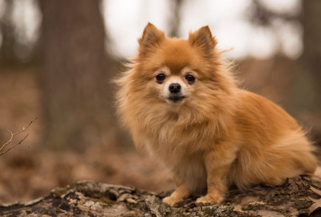 pomchi