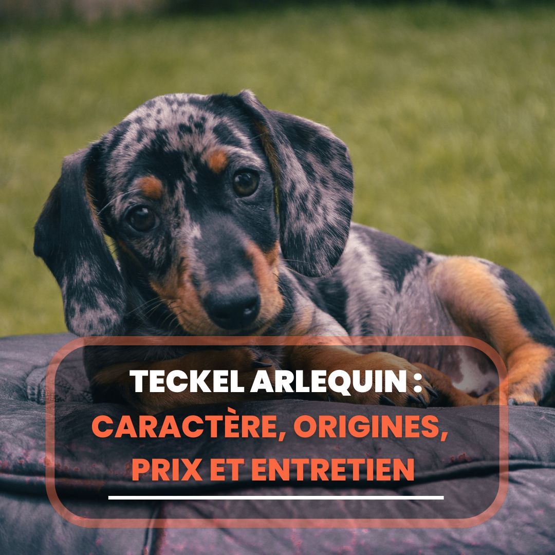 teckel arlequin