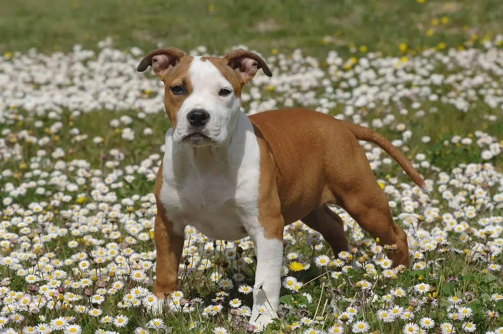 staffie roux