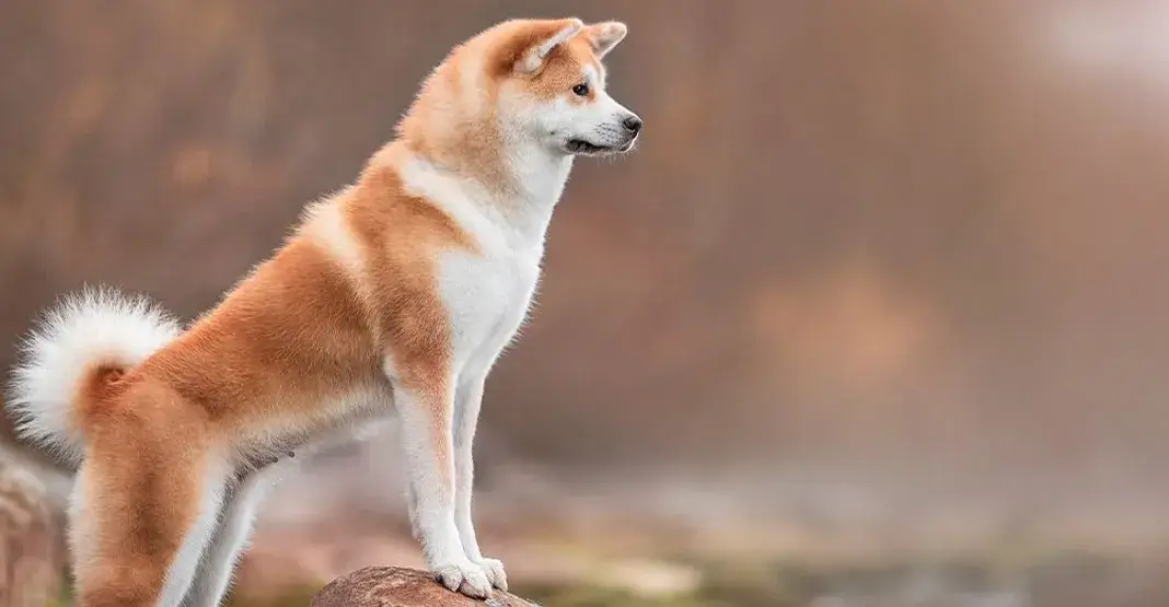 akita inu roux