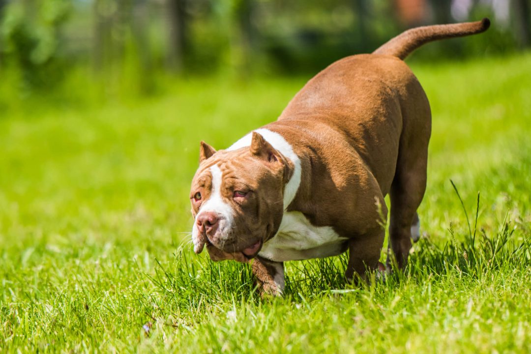 american bully dog pocket