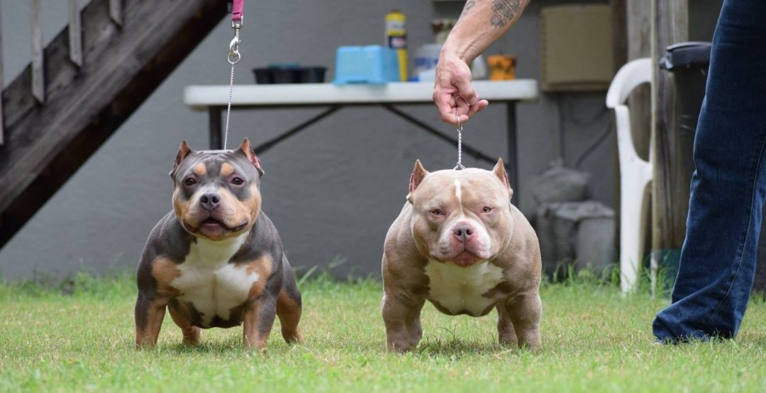 american bully pocket