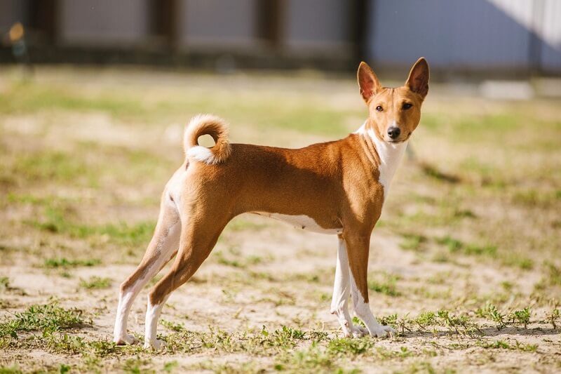 basenji roux