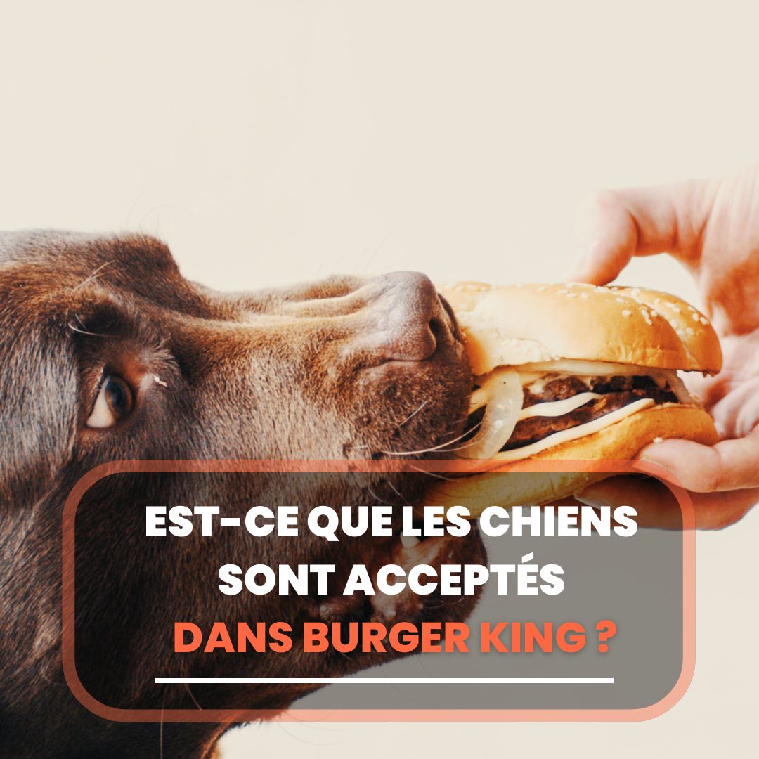 burger king chien
