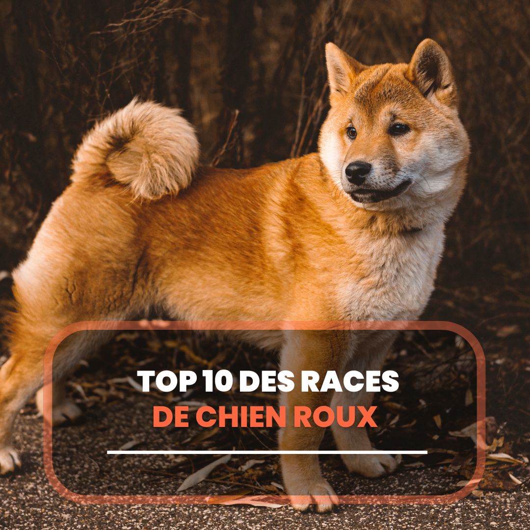 chien roux