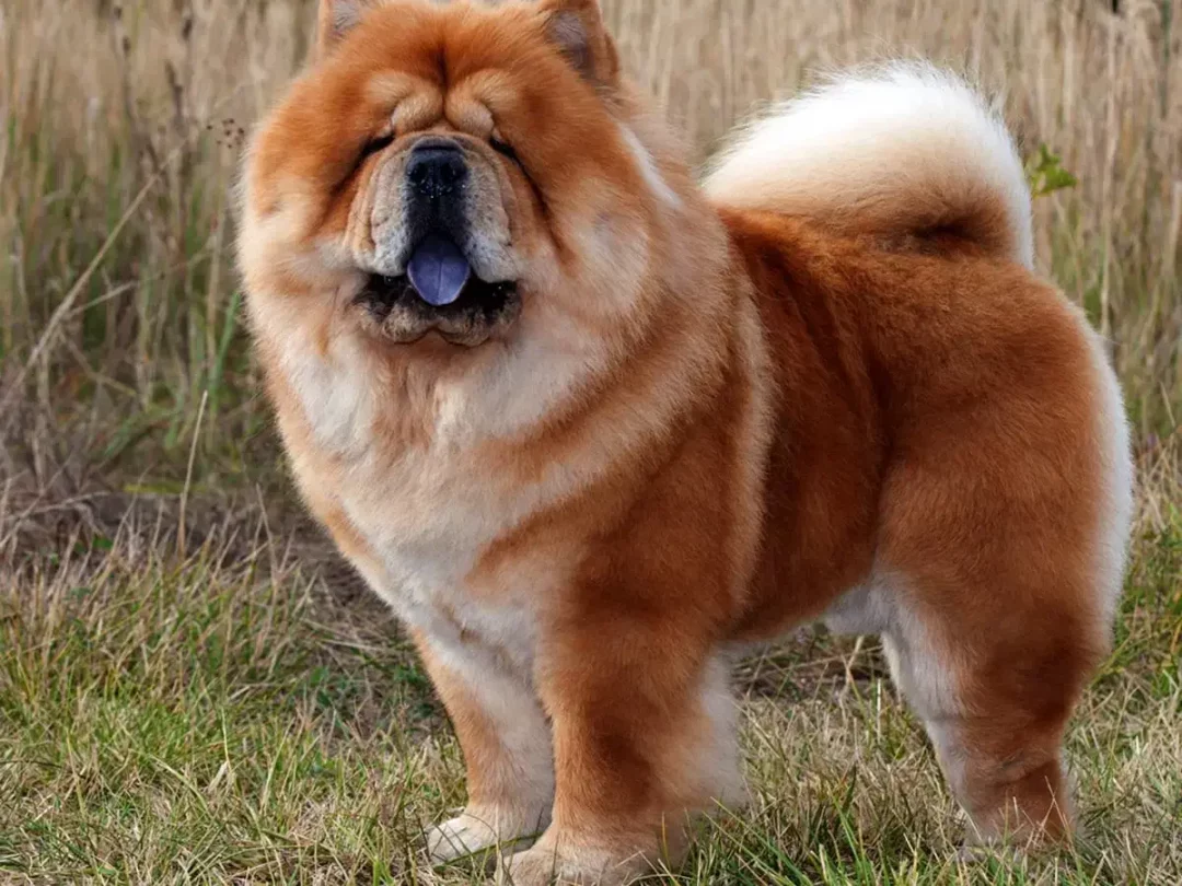 chow chow roux
