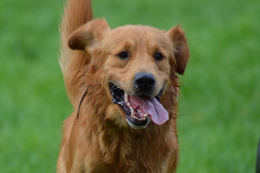 golden retriver roux