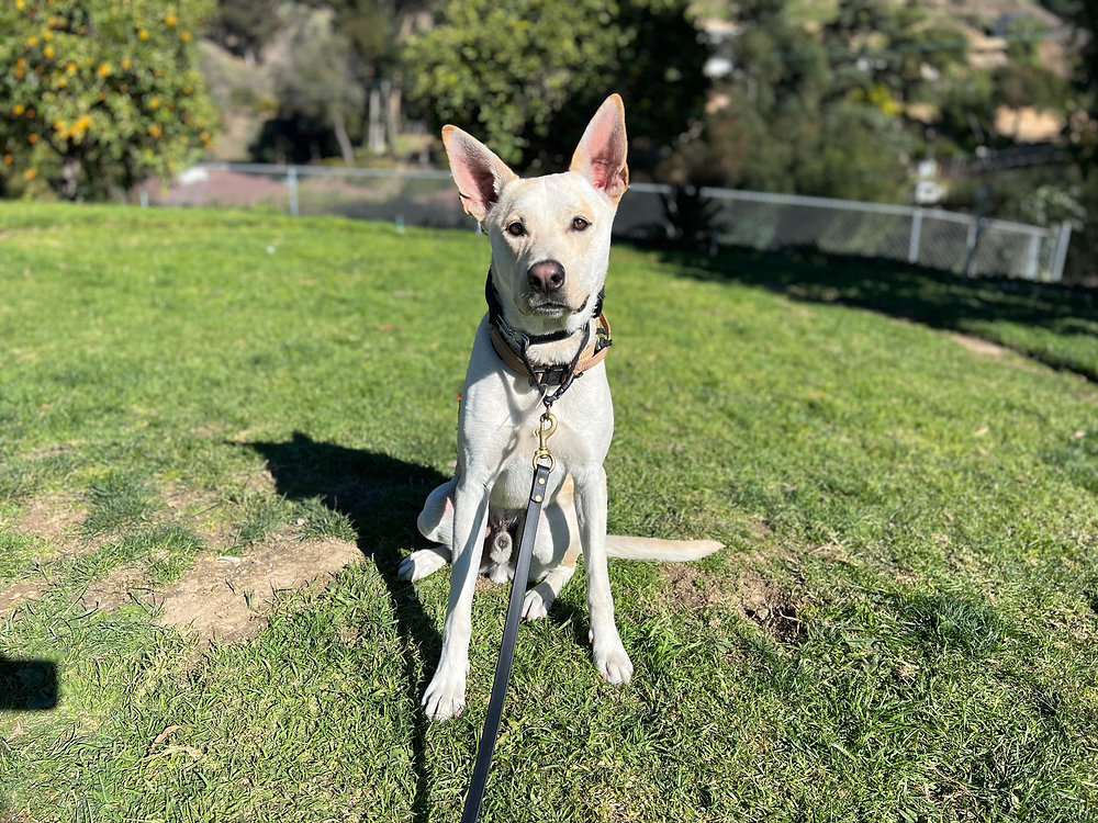 labrador-croisé-malinois