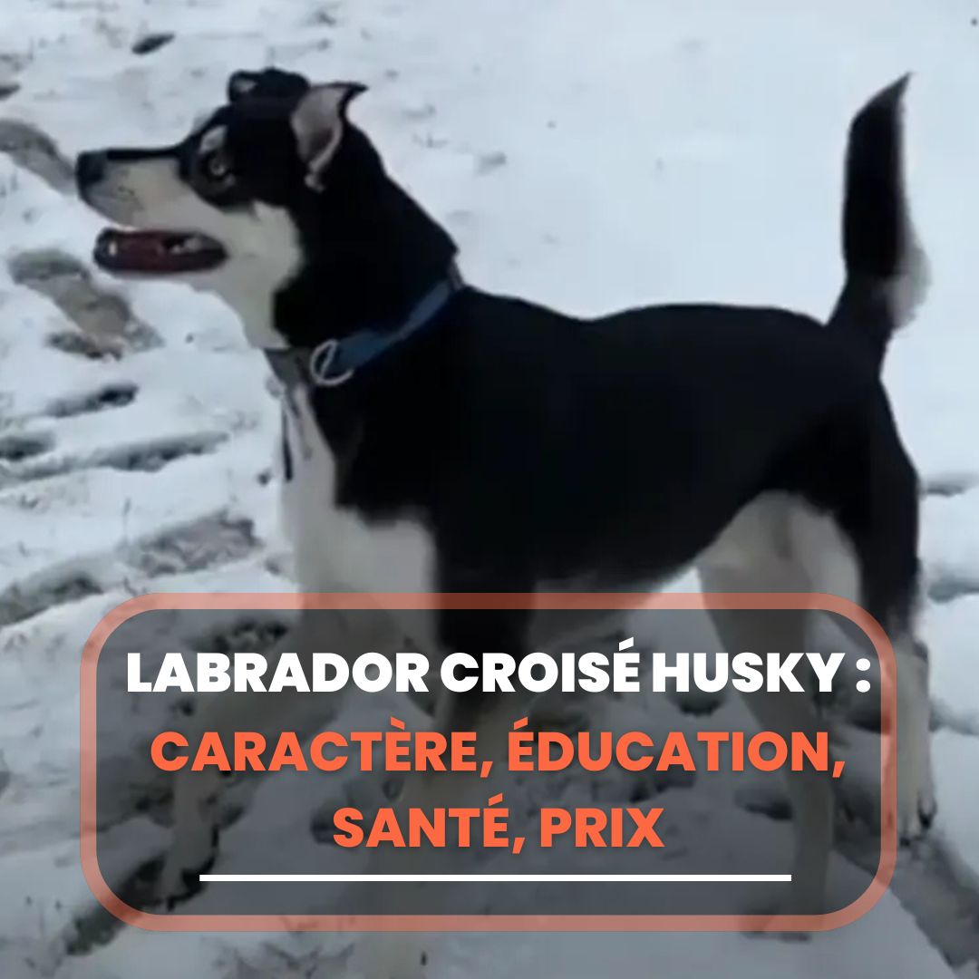 labrador husky