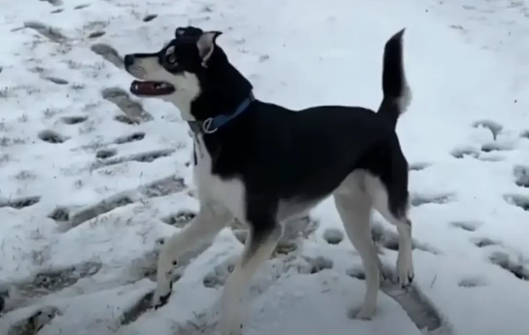 labrador croisé husky