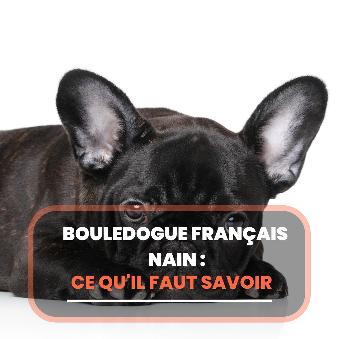 bouledogue français nain