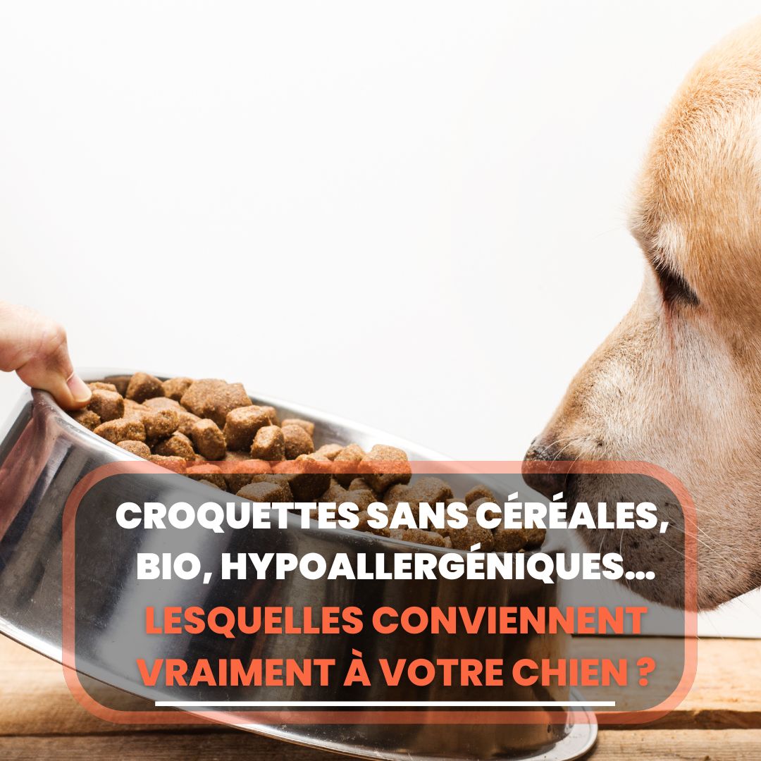 croquette chien