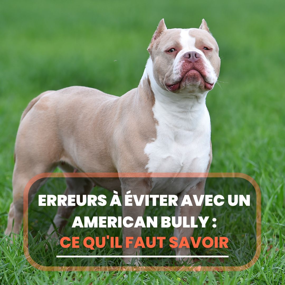 erreurs à éviter american bully
