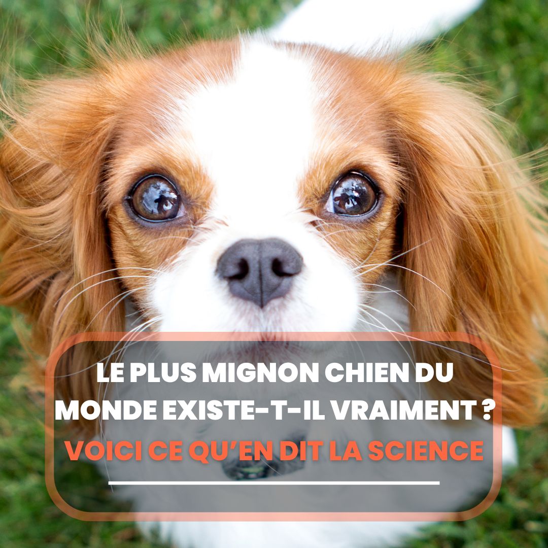 le plus mignon chien du monde