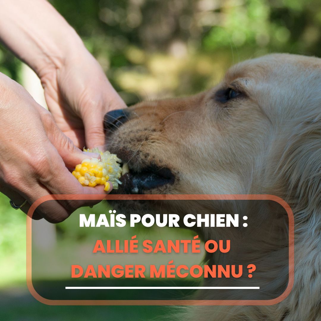 maïs chien