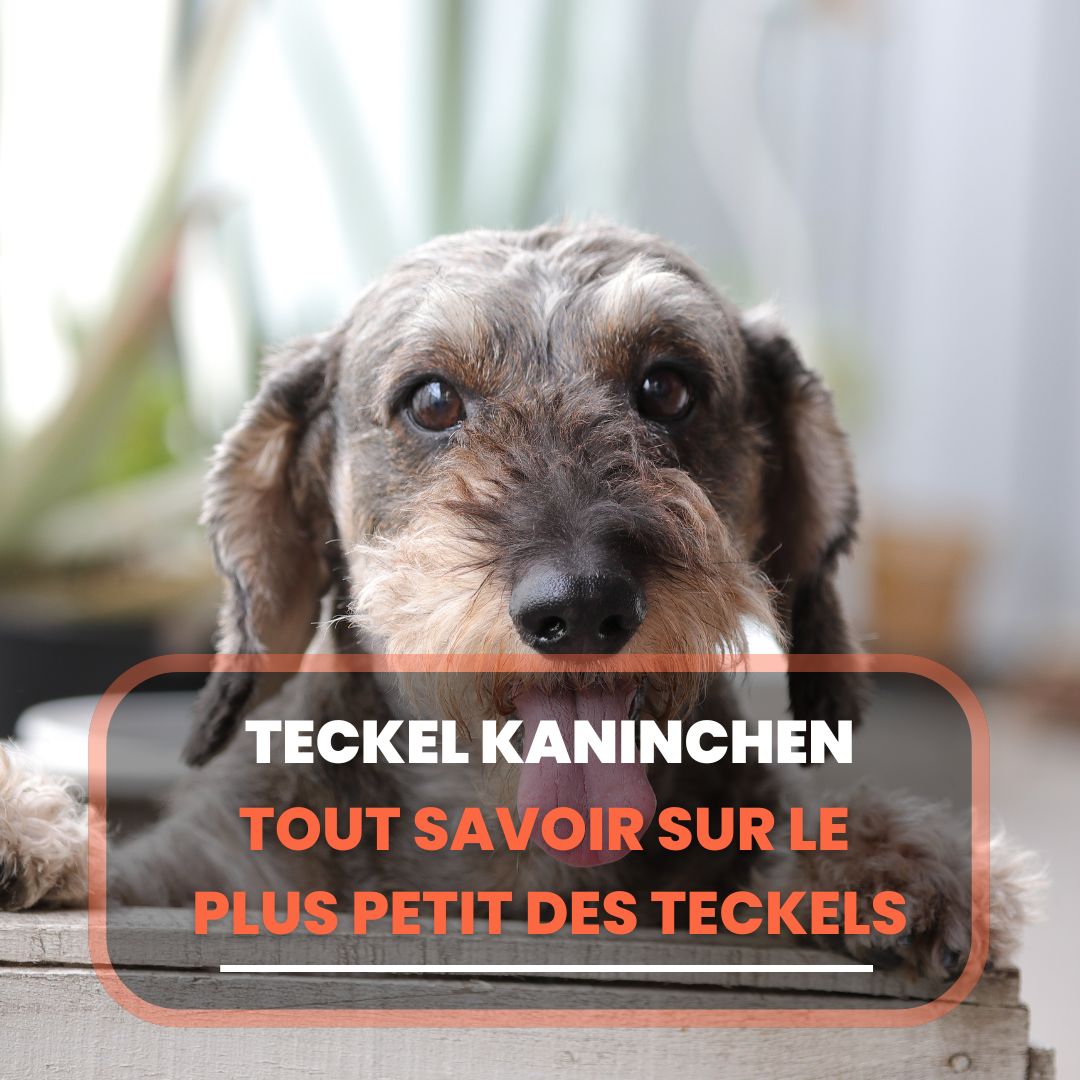 teckel kaninchen