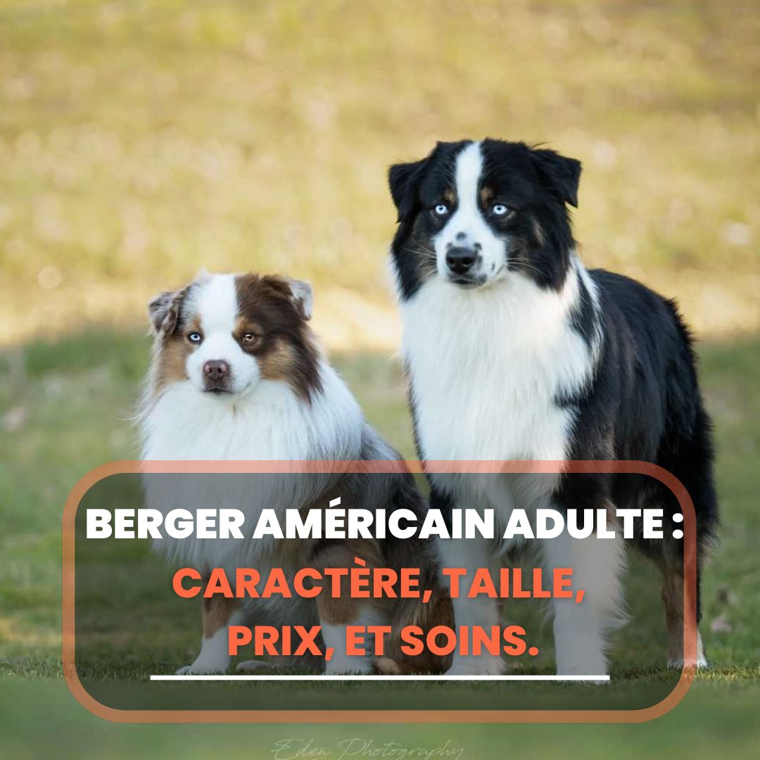 berger americain adulte