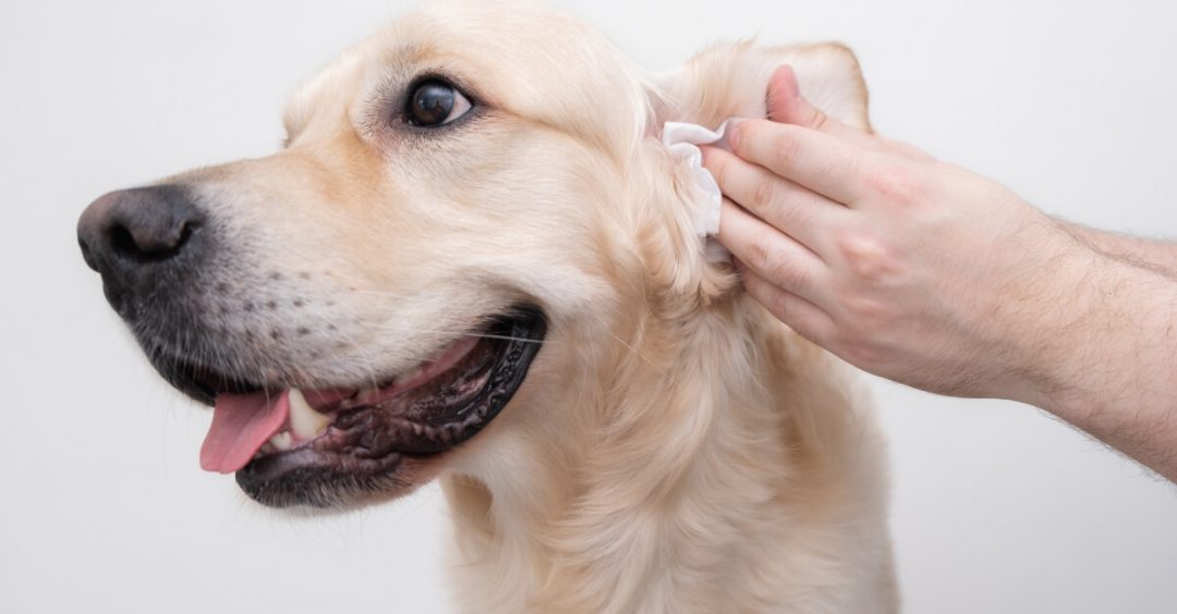 argent colloidal chien otite