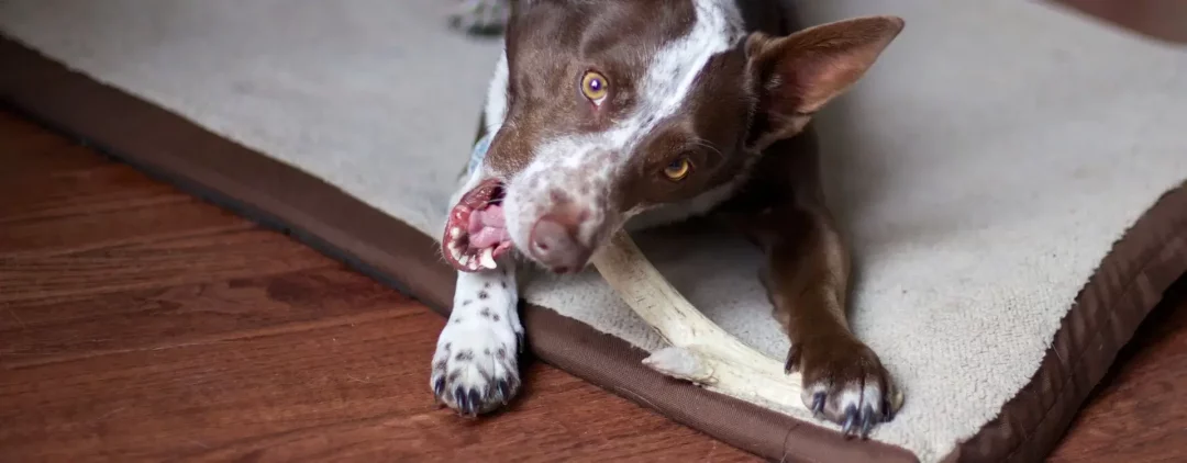 bois de cerf pour chien
