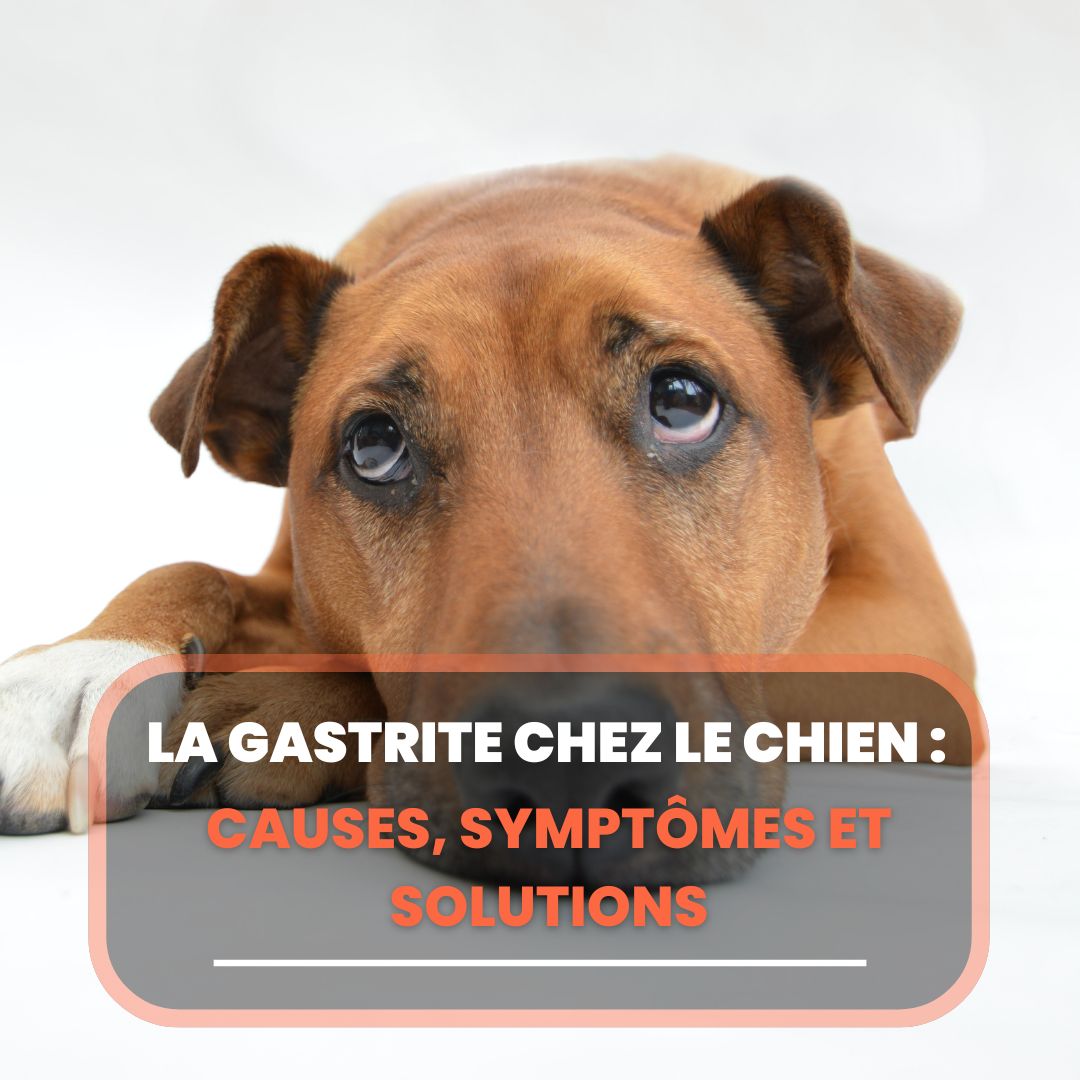 chien gastrite