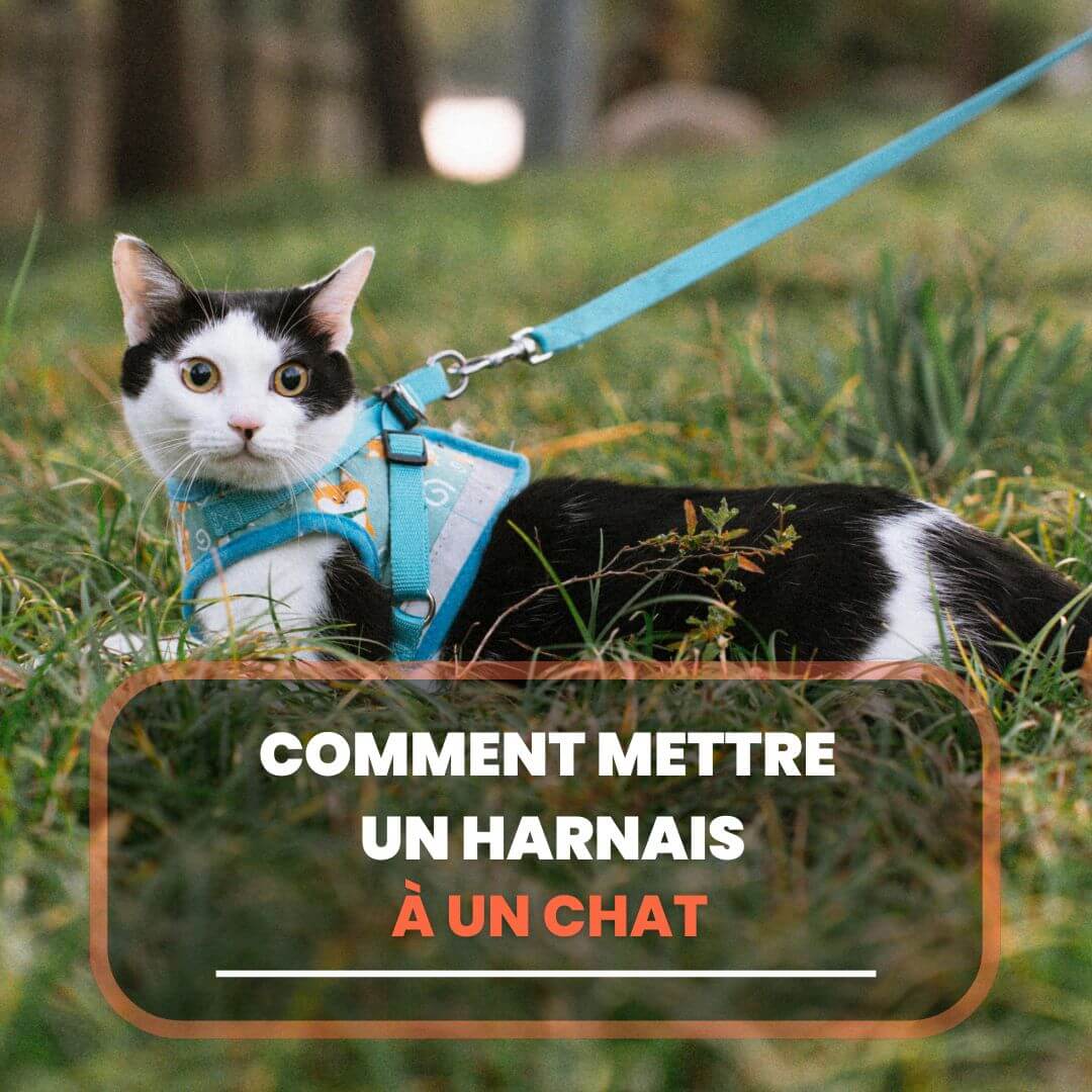 comment mettre harnais chat