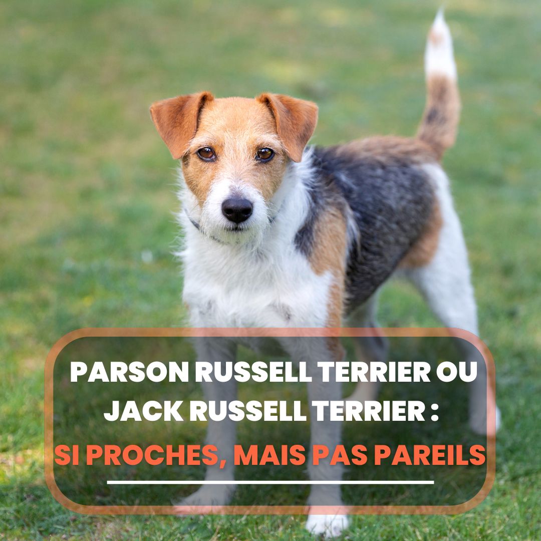 parson russell terrier a jack russell terrier