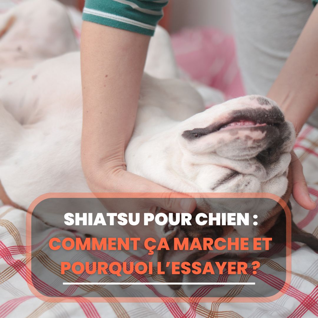 shiatsu chiens