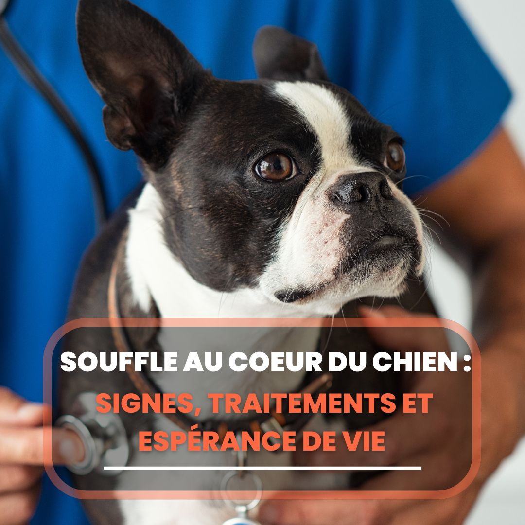 souffle au coeur du chien