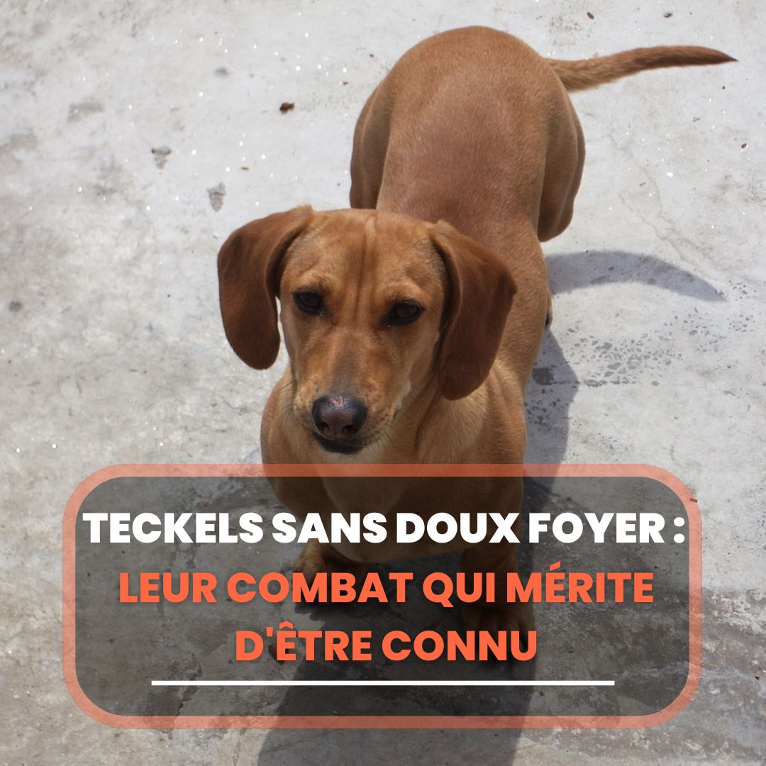 teckels sans doux foyer