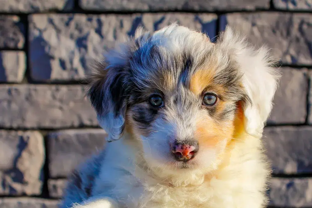 Mini Aussiedoodle prix