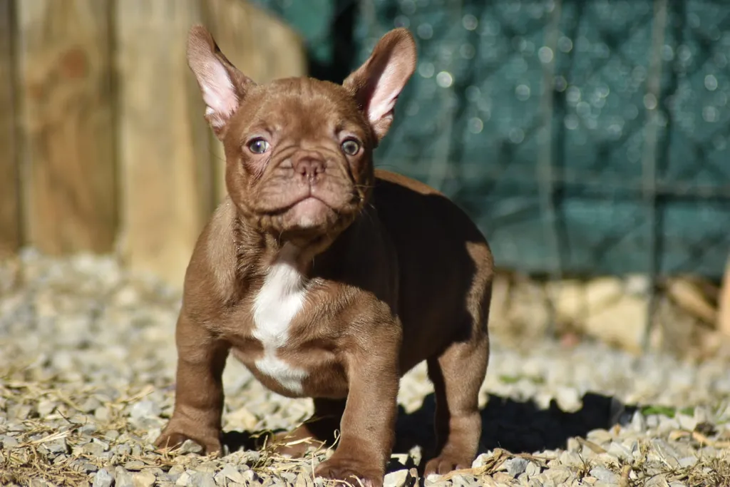 bouledogues exotiques