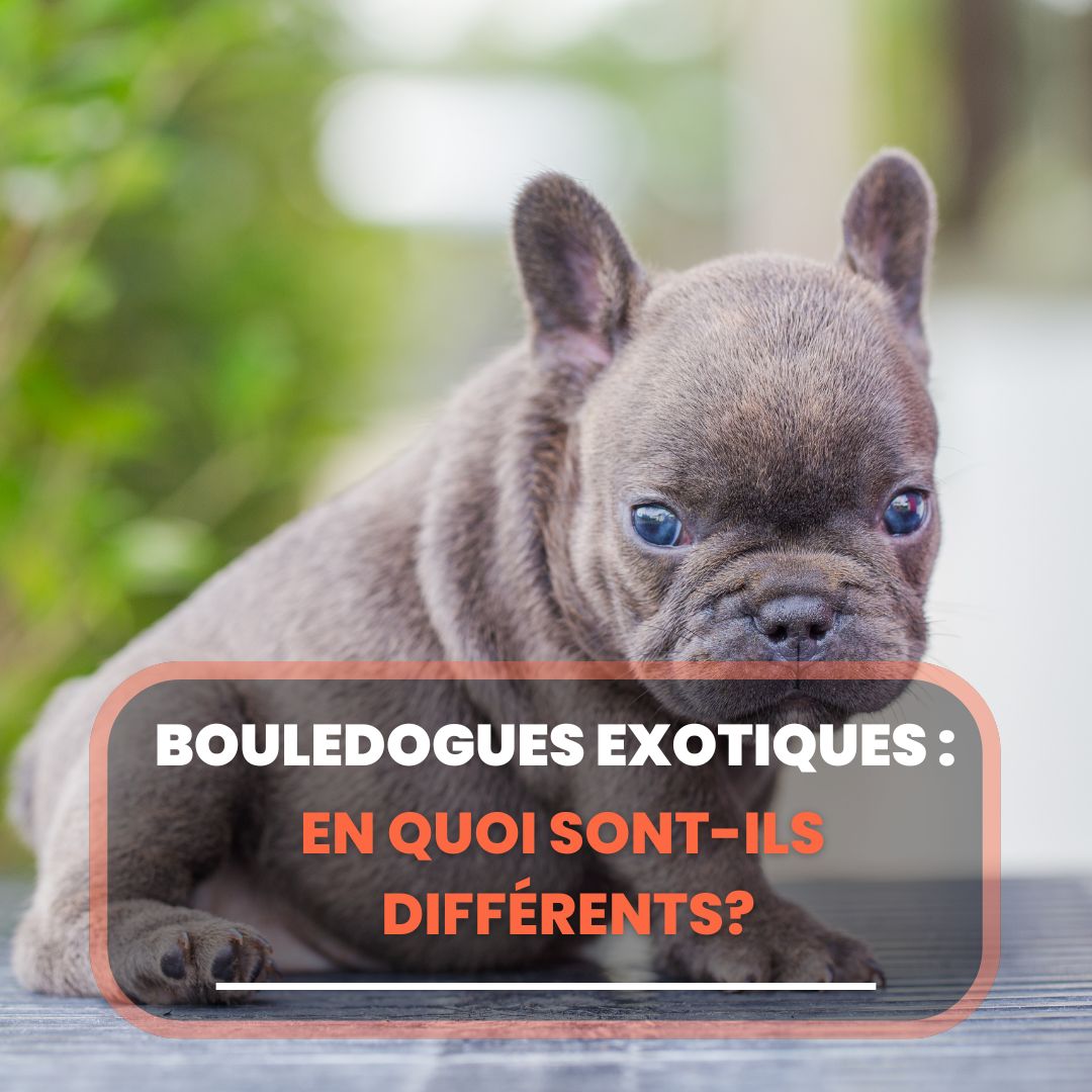 bouledogues exotiques