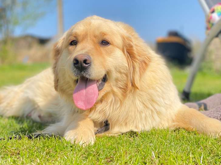 adopter un chien réformé ou retraite