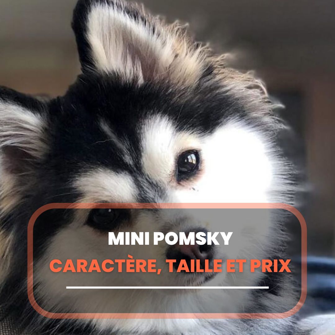 mini pomsky