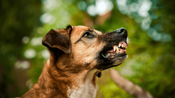 protection ressources chien