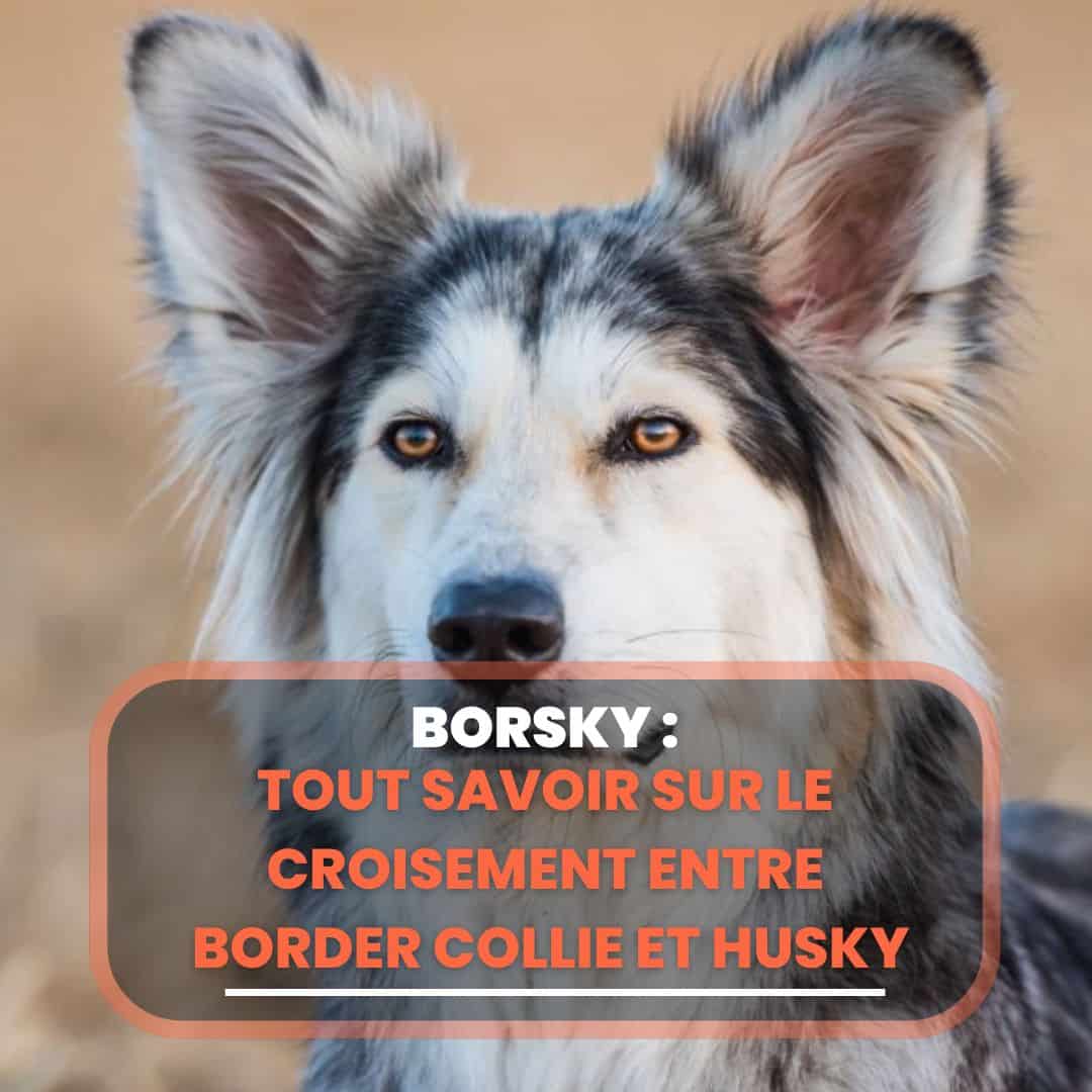 borsky
