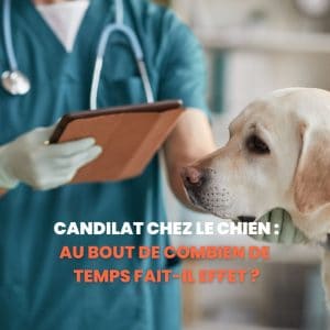 candilat chien