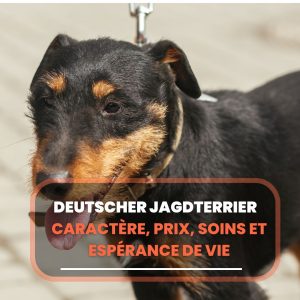 Deutscher Jagdterrier