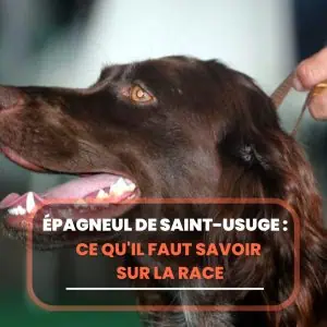 Épagneul de Saint-Usuge
