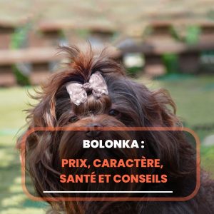 bolonka