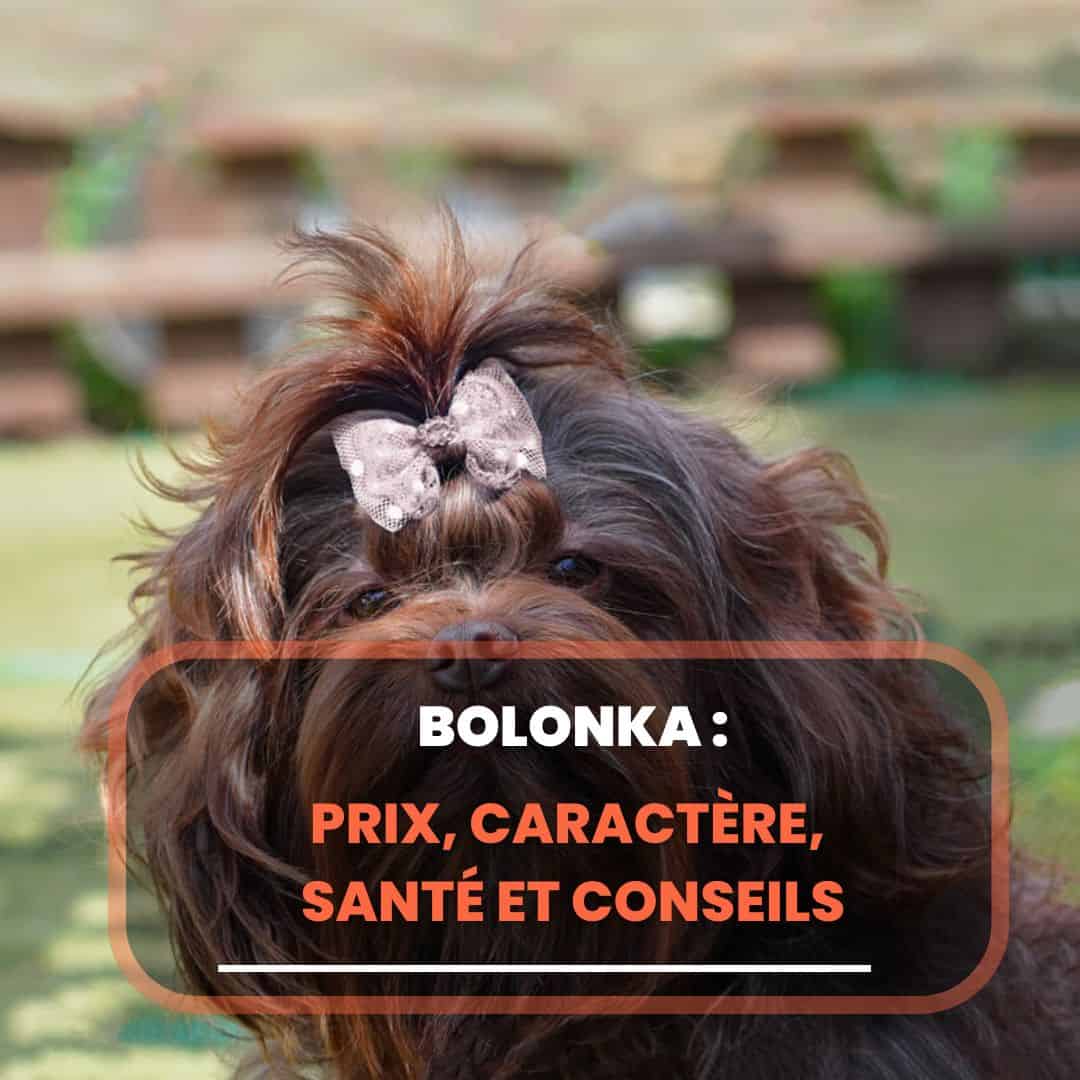 bolonka