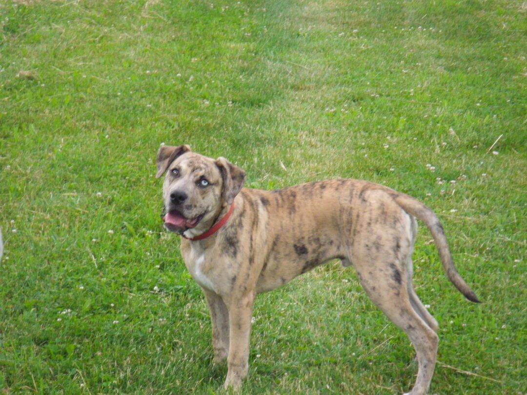 catahoula american bulldog