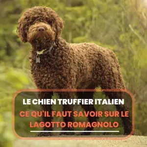 chien truffier italien