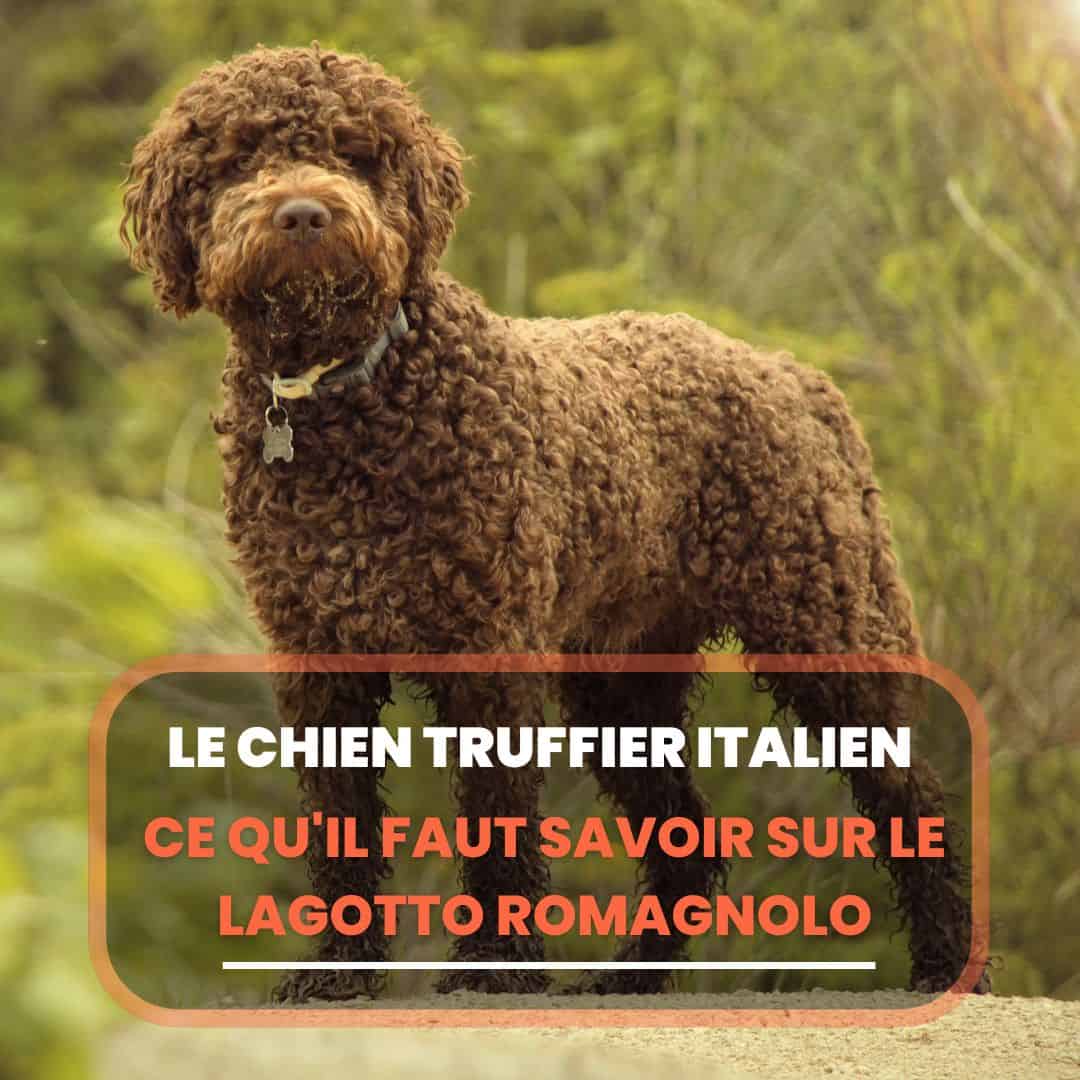 chien truffier italien