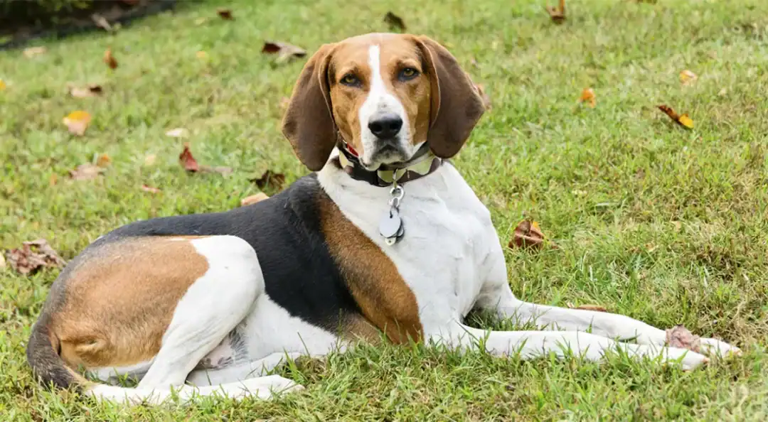 english coonhound prix