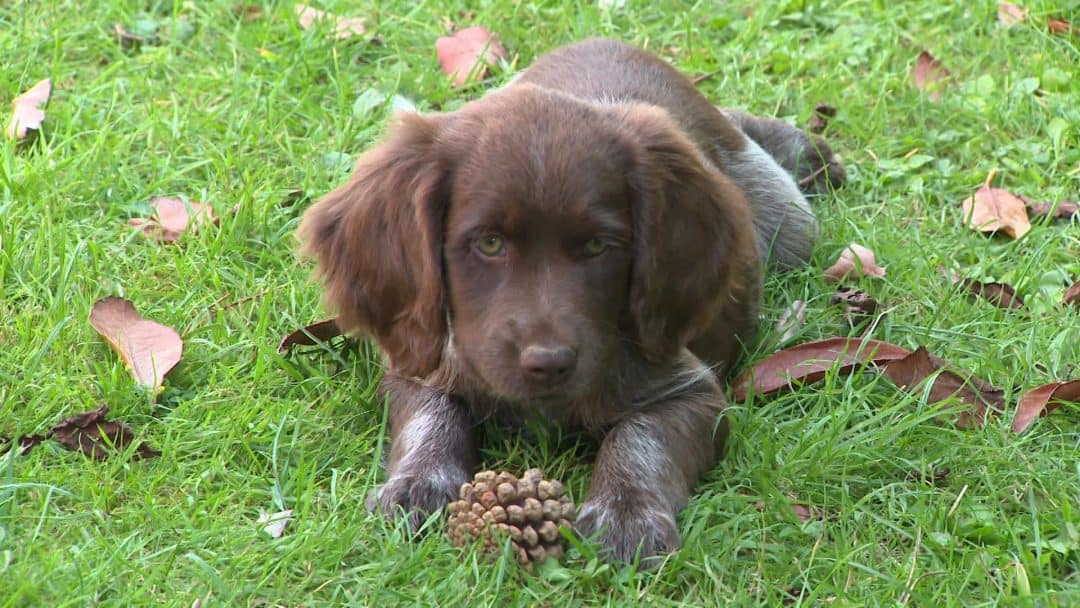 epagneul de saint usuge