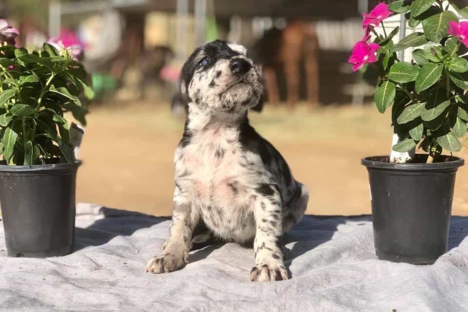 great danoodle breeder